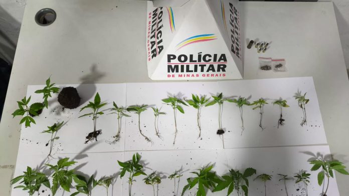 Homem é detido por tráfico de drogas e posse irregular de munição em Araguari Homem é detido por tráfico de drogas e posse irregular de munição em Araguari