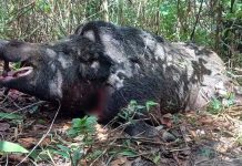 Javali de mais de dois metros e pesando cerca de 300 kg é capturado por caçadores no interior de Minas Javali de mais de dois metros e pesando cerca de 300 kg é capturado por caçadores no interior de Minas
