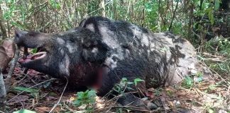Javali de mais de dois metros e pesando cerca de 300 kg é capturado por caçadores no interior de Minas Javali de mais de dois metros e pesando cerca de 300 kg é capturado por caçadores no interior de Minas