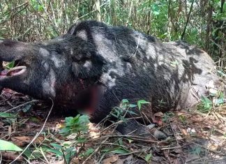 Javali de mais de dois metros e pesando cerca de 300 kg é capturado por caçadores no interior de Minas Javali de mais de dois metros e pesando cerca de 300 kg é capturado por caçadores no interior de Minas
