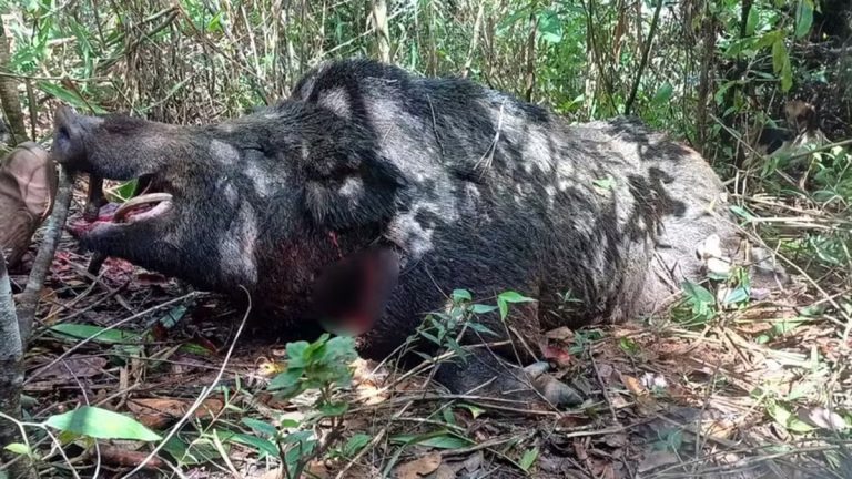 Javali de mais de dois metros e pesando cerca de 300 kg é capturado por caçadores no interior de Minas