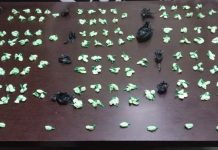Mulher é Detida com 333 Papelotes de Cocaína em Uberlândia por Tráfico de Drogas Mulher é Detida com 333 Papelotes de Cocaína em Uberlândia por Tráfico de Drogas
