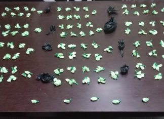 Mulher é Detida com 333 Papelotes de Cocaína em Uberlândia por Tráfico de Drogas Mulher é Detida com 333 Papelotes de Cocaína em Uberlândia por Tráfico de Drogas
