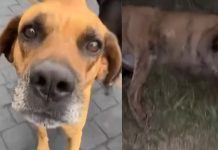 Cão é morto a tiros em Uberlândia após relatos de ameaças Cão é morto a tiros em Uberlândia após relatos de ameaças