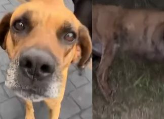 Cão é morto a tiros em Uberlândia após relatos de ameaças Cão é morto a tiros em Uberlândia após relatos de ameaças