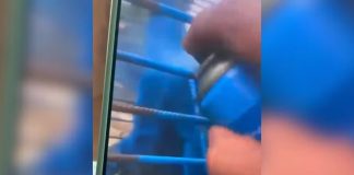 Homem é multado em mais de R$ 17 mil em MG por pintar macaco de azul Homem é multado em mais de R$ 17 mil em MG por pintar macaco de azul