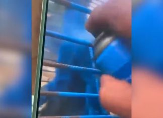 Homem é multado em mais de R$ 17 mil em MG por pintar macaco de azul Homem é multado em mais de R$ 17 mil em MG por pintar macaco de azul