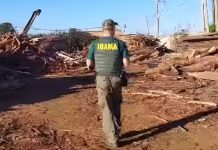Ibama interdita madeireiras após encontrar madeira irregular suficiente para encher 269 caminhões Ibama interdita madeireiras após encontrar madeira irregular suficiente para encher 269 caminhões