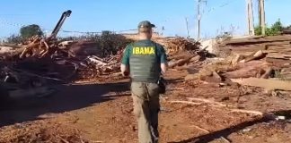 Ibama interdita madeireiras após encontrar madeira irregular suficiente para encher 269 caminhões Ibama interdita madeireiras após encontrar madeira irregular suficiente para encher 269 caminhões