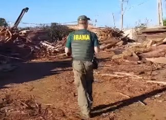 Ibama interdita madeireiras após encontrar madeira irregular suficiente para encher 269 caminhões Ibama interdita madeireiras após encontrar madeira irregular suficiente para encher 269 caminhões