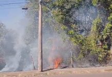 Incêndio devasta área de preservação em Uberlândia, resultando na morte de animais Incêndio devasta área de preservação em Uberlândia, resultando na morte de animais