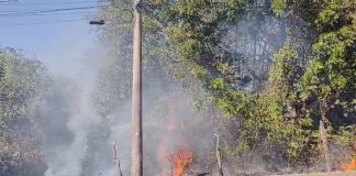 Incêndio devasta área de preservação em Uberlândia, resultando na morte de animais Incêndio devasta área de preservação em Uberlândia, resultando na morte de animais