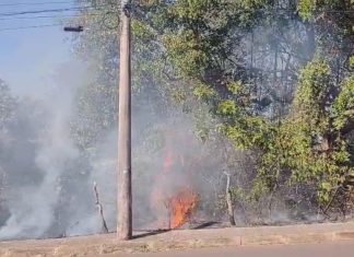 Incêndio devasta área de preservação em Uberlândia, resultando na morte de animais Incêndio devasta área de preservação em Uberlândia, resultando na morte de animais