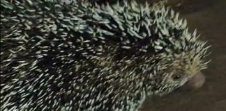 Ouriço passeia tranquilamente por calçada no bairro Taiaman, em Uberlândia Ouriço passeia tranquilamente por calçada no bairro Taiaman, em Uberlândia