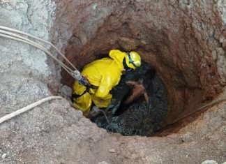 Cavalo cai em fossa de 10 metros em Unaí e operação de resgate é mobilizada Cavalo cai em fossa de 10 metros em Unaí e operação de resgate é mobilizada