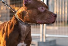 Decreto de SC Proíbe Circulação de Pit Bulls; MG Também Adota Medida Similar Decreto de SC Proíbe Circulação de Pit Bulls; MG Também Adota Medida Similar