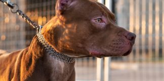 Decreto de SC Proíbe Circulação de Pit Bulls; MG Também Adota Medida Similar Decreto de SC Proíbe Circulação de Pit Bulls; MG Também Adota Medida Similar