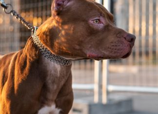 Decreto de SC Proíbe Circulação de Pit Bulls; MG Também Adota Medida Similar Decreto de SC Proíbe Circulação de Pit Bulls; MG Também Adota Medida Similar