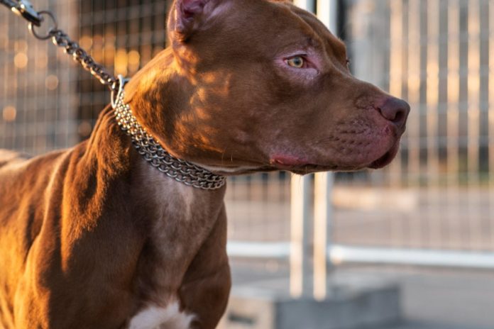 Decreto de SC Proíbe Circulação de Pit Bulls; MG Também Adota Medida Similar Decreto de SC Proíbe Circulação de Pit Bulls; MG Também Adota Medida Similar