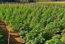 Descoberta de ‘Fazenda de Maconha’ com 6 Mil Pés no Interior de Minas Descoberta de 'Fazenda de Maconha' com 6 Mil Pés no Interior de Minas