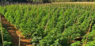 Descoberta de ‘Fazenda de Maconha’ com 6 Mil Pés no Interior de Minas Descoberta de 'Fazenda de Maconha' com 6 Mil Pés no Interior de Minas