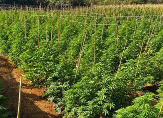 Descoberta de ‘Fazenda de Maconha’ com 6 Mil Pés no Interior de Minas Descoberta de 'Fazenda de Maconha' com 6 Mil Pés no Interior de Minas