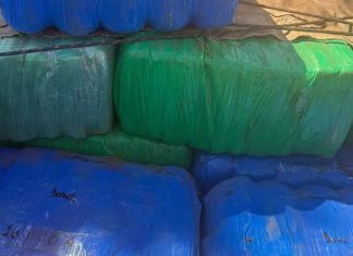 Em Tupaciguara, Denarc realiza a maior apreensão de maconha do ano: 7,5 toneladas Em Tupaciguara, Denarc realiza a maior apreensão de maconha do ano: 7,5 toneladas