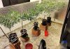 Estufa de Maconha Encontrada no Quintal Leva à Prisão de Família em Patos de Minas Estufa de Maconha Encontrada no Quintal Leva à Prisão de Família em Patos de Minas