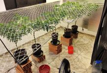 Estufa de Maconha Encontrada no Quintal Leva à Prisão de Família em Patos de Minas Estufa de Maconha Encontrada no Quintal Leva à Prisão de Família em Patos de Minas