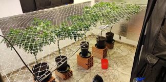 Estufa de Maconha Encontrada no Quintal Leva à Prisão de Família em Patos de Minas Estufa de Maconha Encontrada no Quintal Leva à Prisão de Família em Patos de Minas