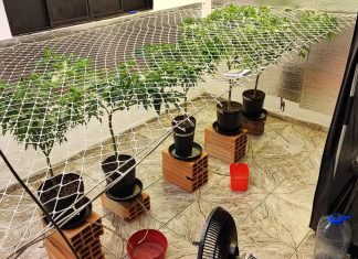 Estufa de Maconha Encontrada no Quintal Leva à Prisão de Família em Patos de Minas Estufa de Maconha Encontrada no Quintal Leva à Prisão de Família em Patos de Minas