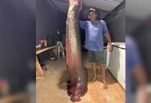 Pescador Captura Pirarucu Gigante no Rio Paranaíba e Impressiona com a Imagem Pescador Captura Pirarucu Gigante no Rio Paranaíba e Impressiona com a Imagem