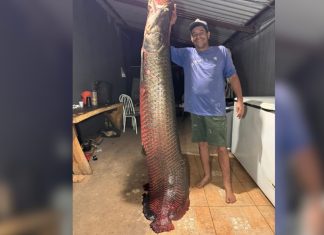 Pescador Captura Pirarucu Gigante no Rio Paranaíba e Impressiona com a Imagem Pescador Captura Pirarucu Gigante no Rio Paranaíba e Impressiona com a Imagem