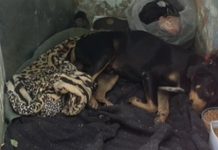 Cachorro Aguarda ao Lado do Corpo Até Resgate da ONG Cachorro Aguarda ao Lado do Corpo Até Resgate da ONG