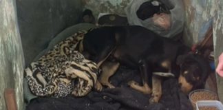 Cachorro Aguarda ao Lado do Corpo Até Resgate da ONG Cachorro Aguarda ao Lado do Corpo Até Resgate da ONG