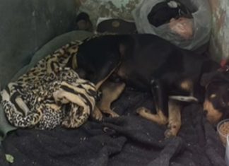 Cachorro Aguarda ao Lado do Corpo Até Resgate da ONG Cachorro Aguarda ao Lado do Corpo Até Resgate da ONG