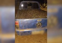 Funcionário de fazenda é detido por roubo de 40 sacas de café em Patrocínio Funcionário de fazenda é detido por roubo de 40 sacas de café em Patrocínio