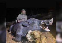 Javali gigante é abatido por caçadores armados em fazenda de Minas Gerais Javali gigante é abatido por caçadores armados em fazenda de Minas Gerais