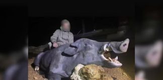 Javali gigante é abatido por caçadores armados em fazenda de Minas Gerais Javali gigante é abatido por caçadores armados em fazenda de Minas Gerais