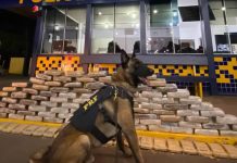 Polícia apreende 113 kg de skunk que seriam levados para Uberlândia na BR-364 Polícia apreende 113 kg de skunk que seriam levados para Uberlândia na BR-364