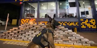 Polícia apreende 113 kg de skunk que seriam levados para Uberlândia na BR-364 Polícia apreende 113 kg de skunk que seriam levados para Uberlândia na BR-364