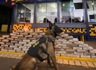Polícia apreende 113 kg de skunk que seriam levados para Uberlândia na BR-364 Polícia apreende 113 kg de skunk que seriam levados para Uberlândia na BR-364