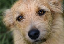 Projeto em Uberlândia permite enterro de animais de estimação em túmulos familiares Projeto em Uberlândia permite enterro de animais de estimação em túmulos familiares