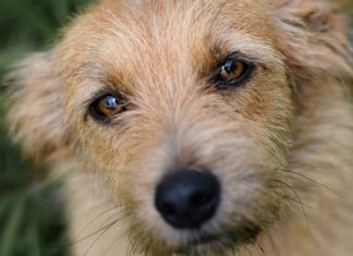 Projeto em Uberlândia permite enterro de animais de estimação em túmulos familiares Projeto em Uberlândia permite enterro de animais de estimação em túmulos familiares