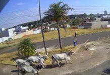 Bois escapam do frigorífico novamente e provocam confusão nas ruas de Araguari Bois escapam do frigorífico novamente e provocam confusão nas ruas de Araguari