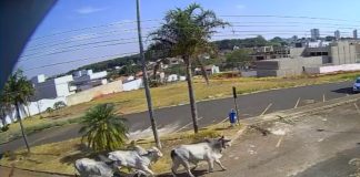 Bois escapam do frigorífico novamente e provocam confusão nas ruas de Araguari Bois escapam do frigorífico novamente e provocam confusão nas ruas de Araguari