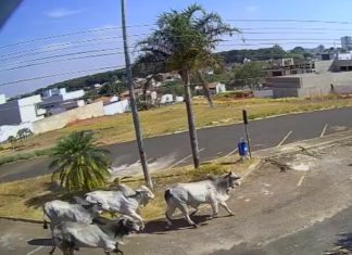 Bois escapam do frigorífico novamente e provocam confusão nas ruas de Araguari Bois escapam do frigorífico novamente e provocam confusão nas ruas de Araguari