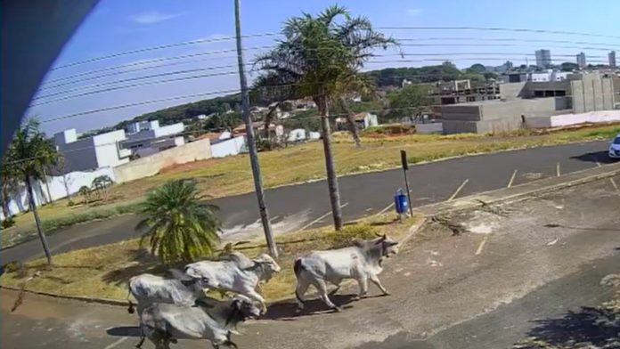 Bois escapam do frigorífico novamente e provocam confusão nas ruas de Araguari Bois escapam do frigorífico novamente e provocam confusão nas ruas de Araguari
