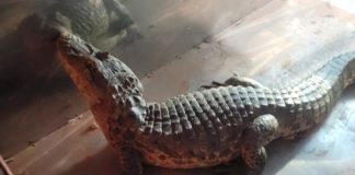 Jacaré de 20 quilos é resgatado em lagoa de Patos de Minas e solto no Rio Paranaíba Jacaré de 20 quilos é resgatado em lagoa de Patos de Minas e solto no Rio Paranaíba