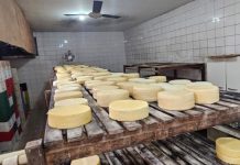 Queijaria Ilegal em Uberaba é Fechada com 250 kg de Produtos Inadequados para Consumo Queijaria Ilegal em Uberaba é Fechada com 250 kg de Produtos Inadequados para Consumo